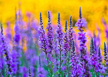 《勇者斗恶龙3：HD-2D重制版》已推出 Steam峰值玩家达14000 